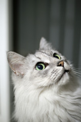 見上げるにゃにゃ