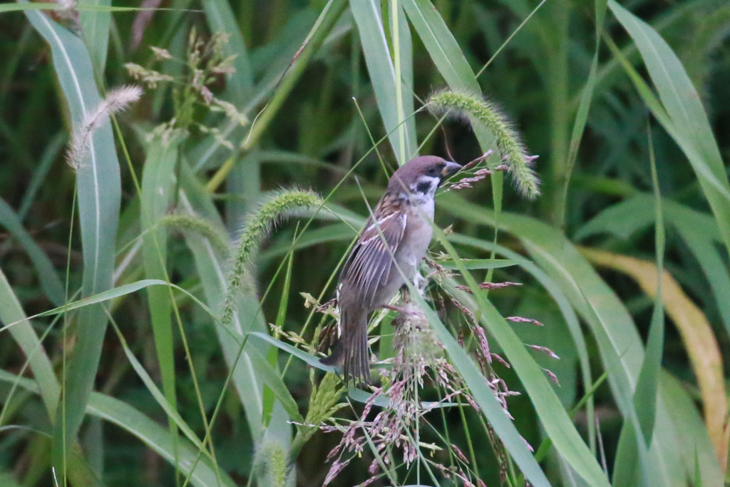 背伸びしてます