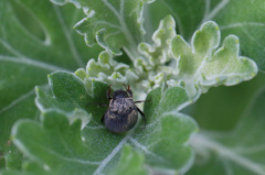 あなたはだ～れ