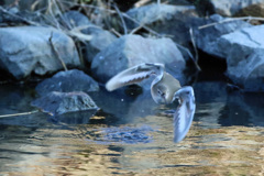 イソシギ飛び出し