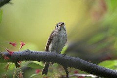 初めてのコサメビタキ-4