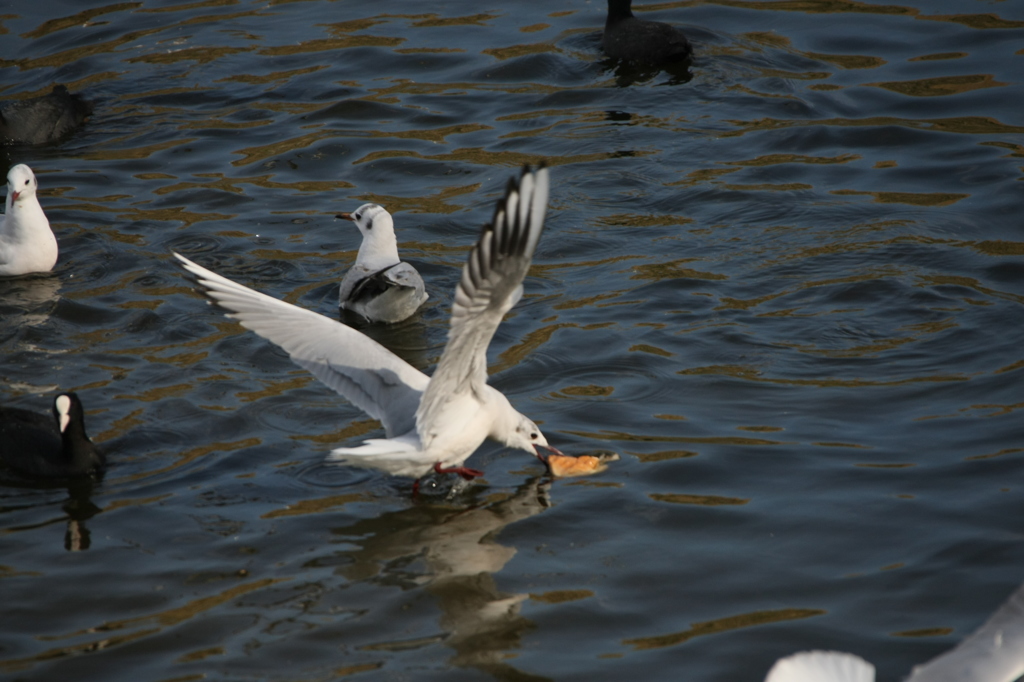 パン取ったけん