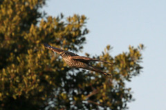 ハイタカお腹いっぱい