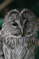 鳥さんのポートレート-8