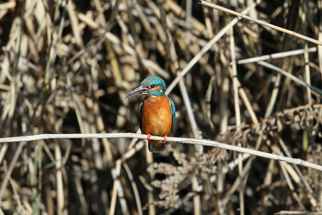 嘴ドロドロ巣つくり中