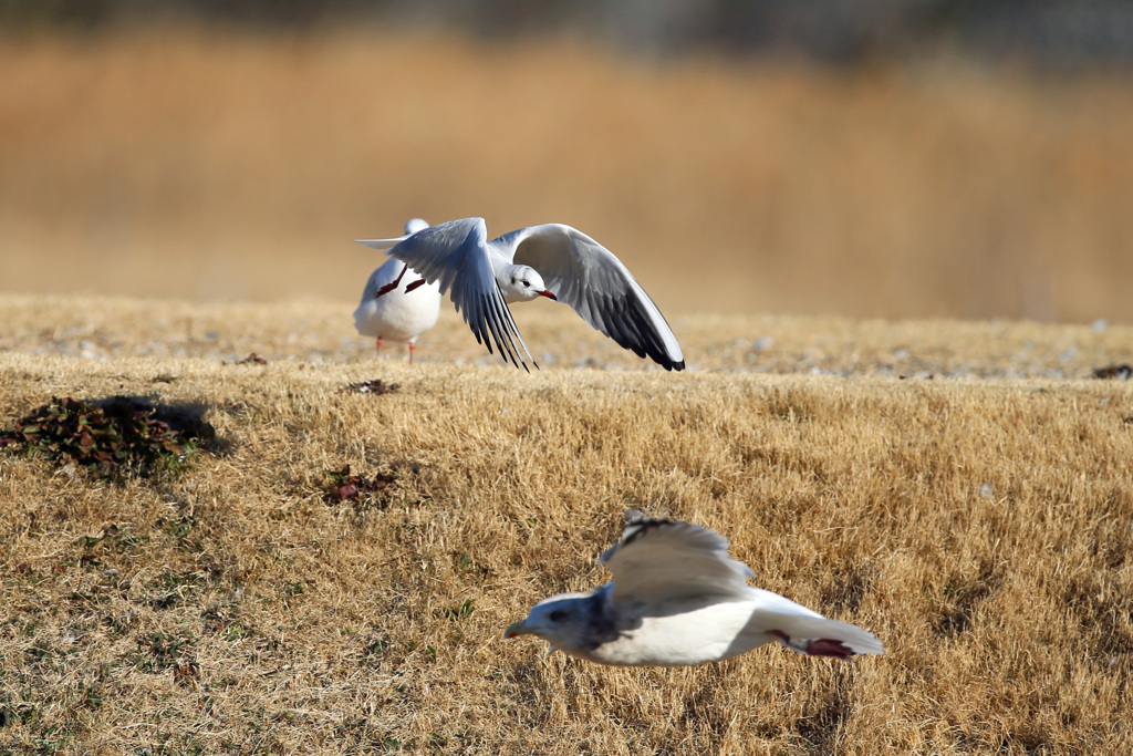 横切るセグロカモメ