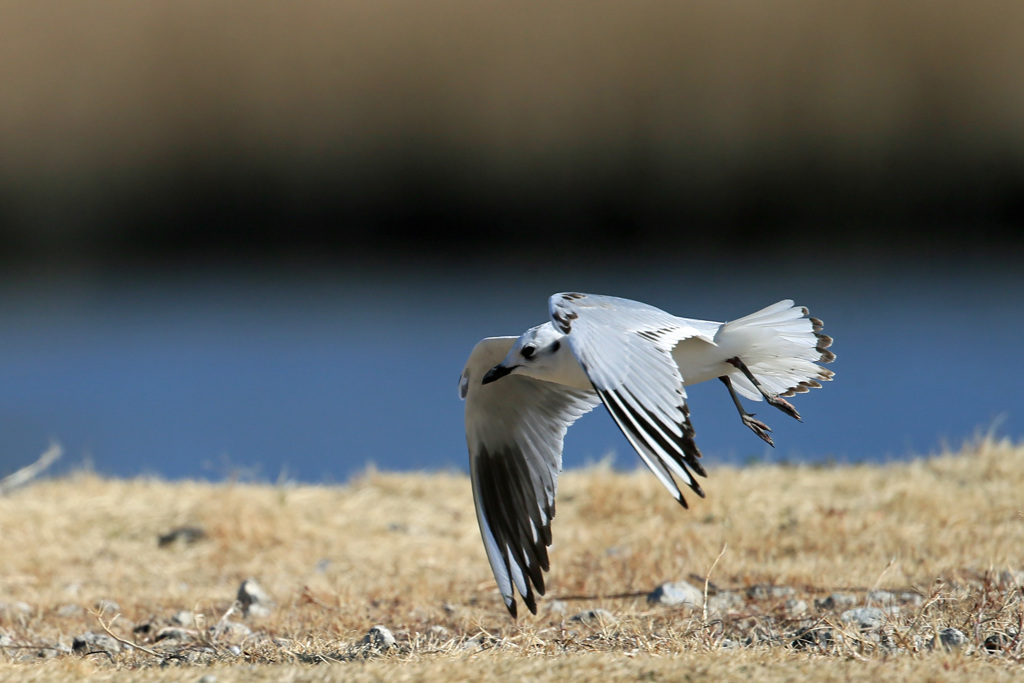 ズグロカモメ低空飛行