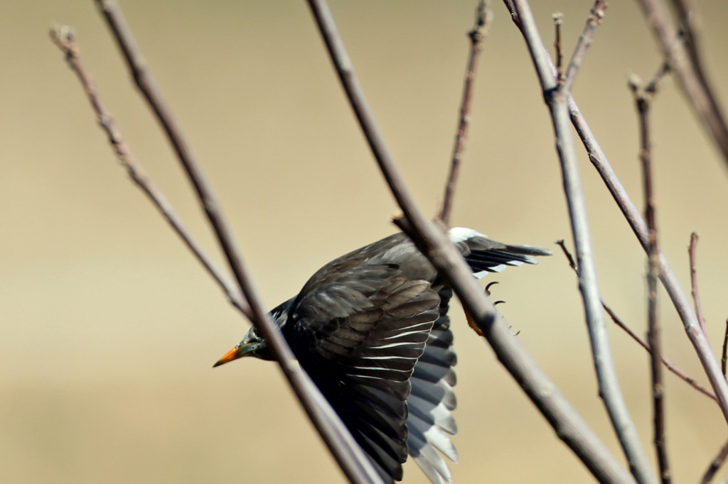 あ～枝がなかったらな～