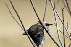 あ～枝がなかったらな～