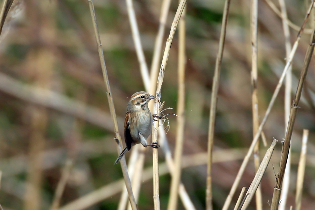 オオジュリン-6
