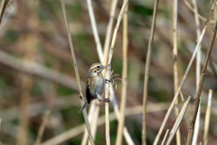 オオジュリン-6