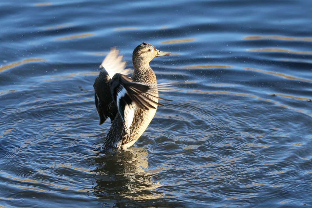 日差しを浴びて