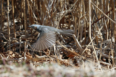 ヒヨドリ飛行中