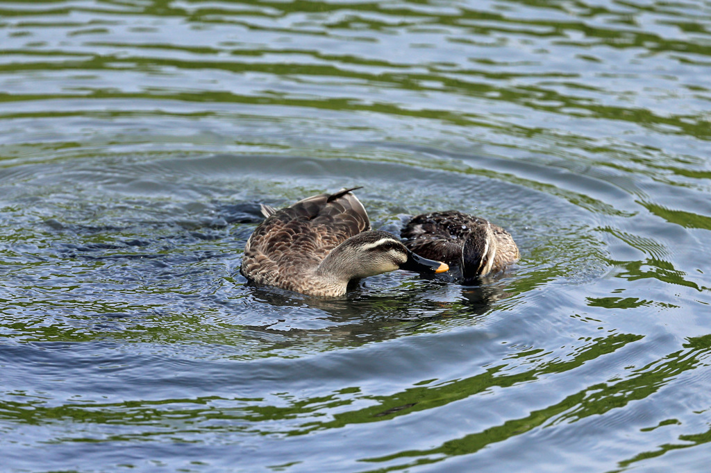 キスは恥ずかし～