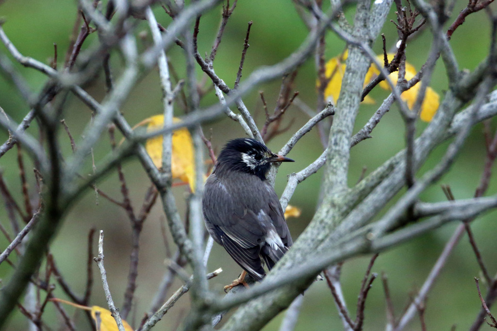ムクドリさんにも秋が来た