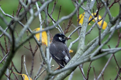 ムクドリさんにも秋が来た