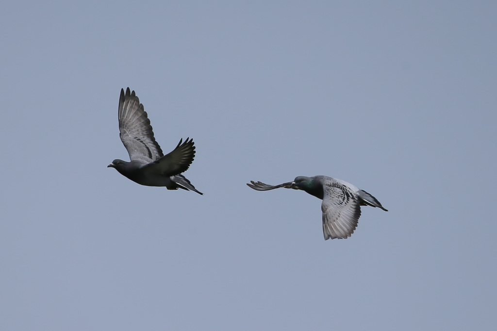 母ちゃんついて来いよ