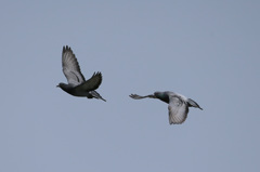 母ちゃんついて来いよ