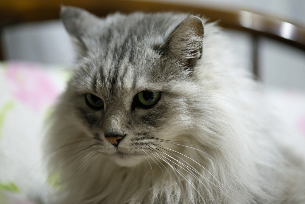 キャンノン100ｍｍマクロ-2