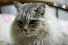 キャンノン100ｍｍマクロ-2