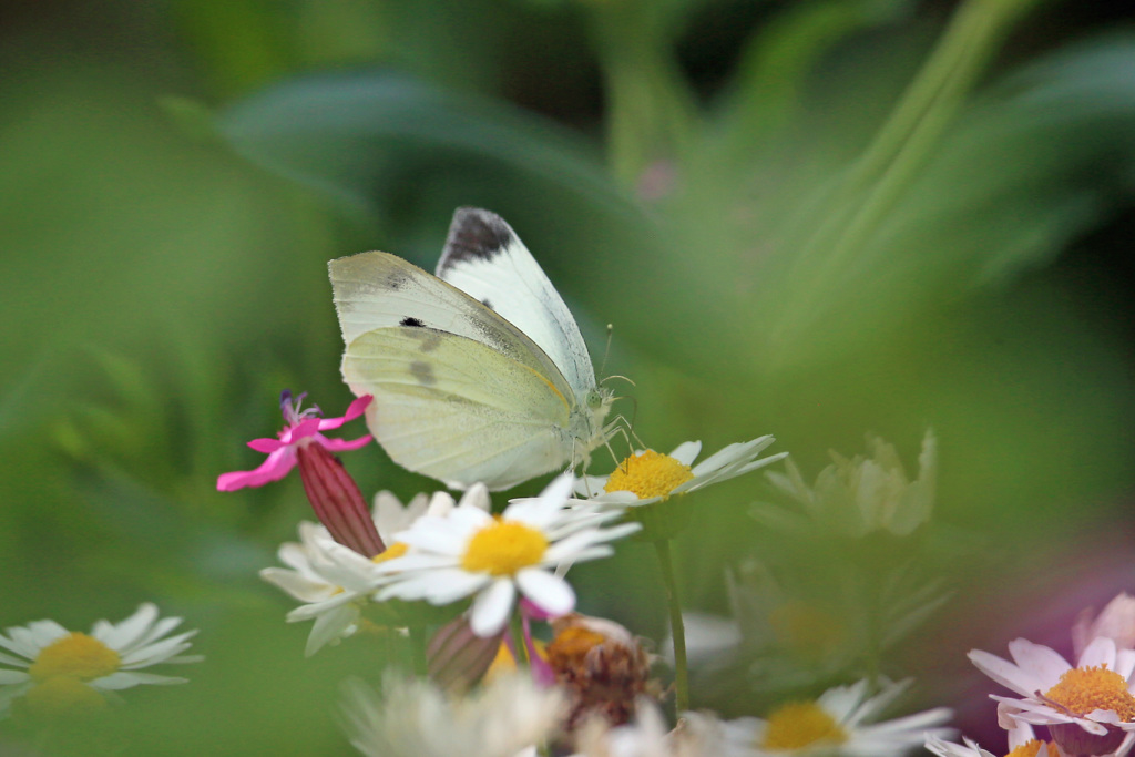 葉っぱの前ボケ