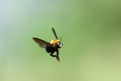 ブンブン蜂が飛ぶその1