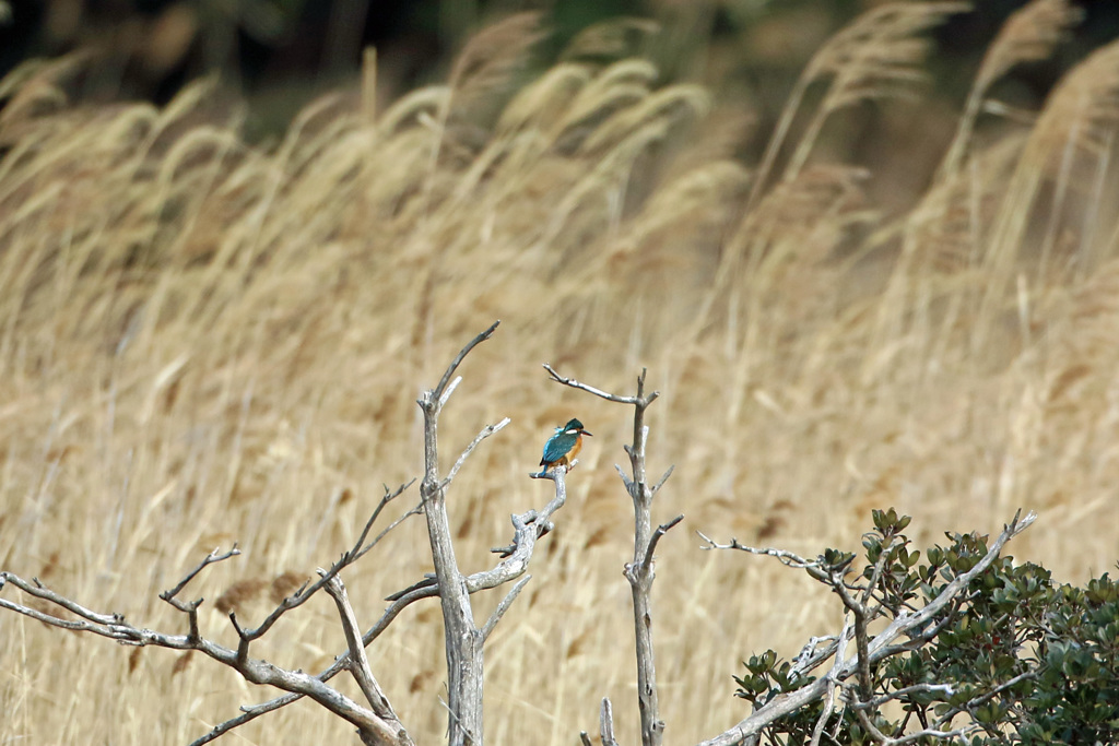 カワセミみ～つけた