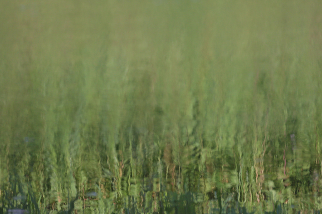 ソフトフォカス（たぶん）