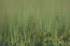 ソフトフォカス（たぶん）