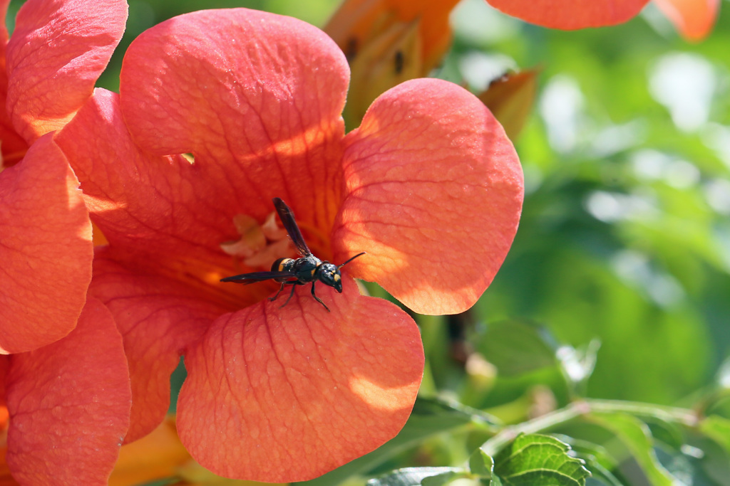 日差しを浴びて