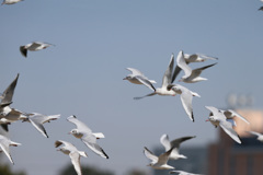 空一面にユリカモメ