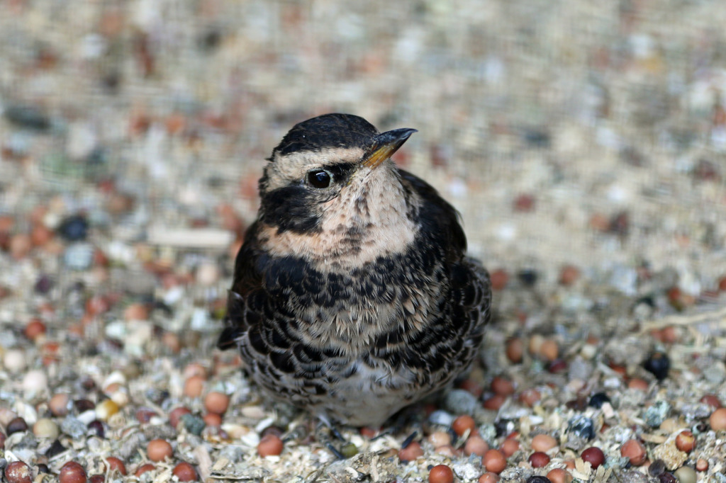 いいね～そのポーズ