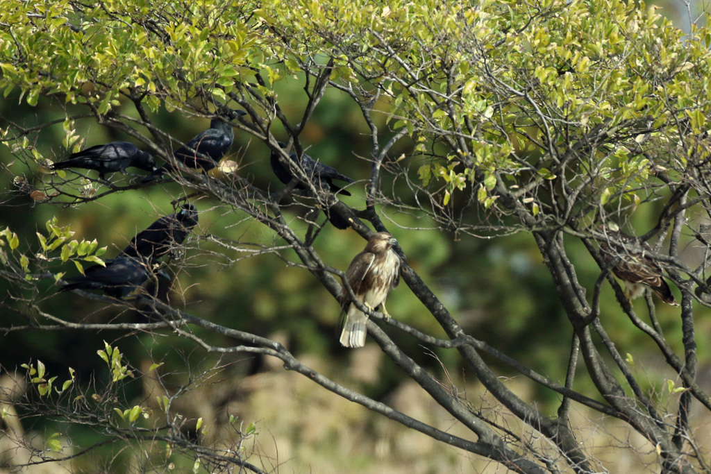 カラスの包囲網-1