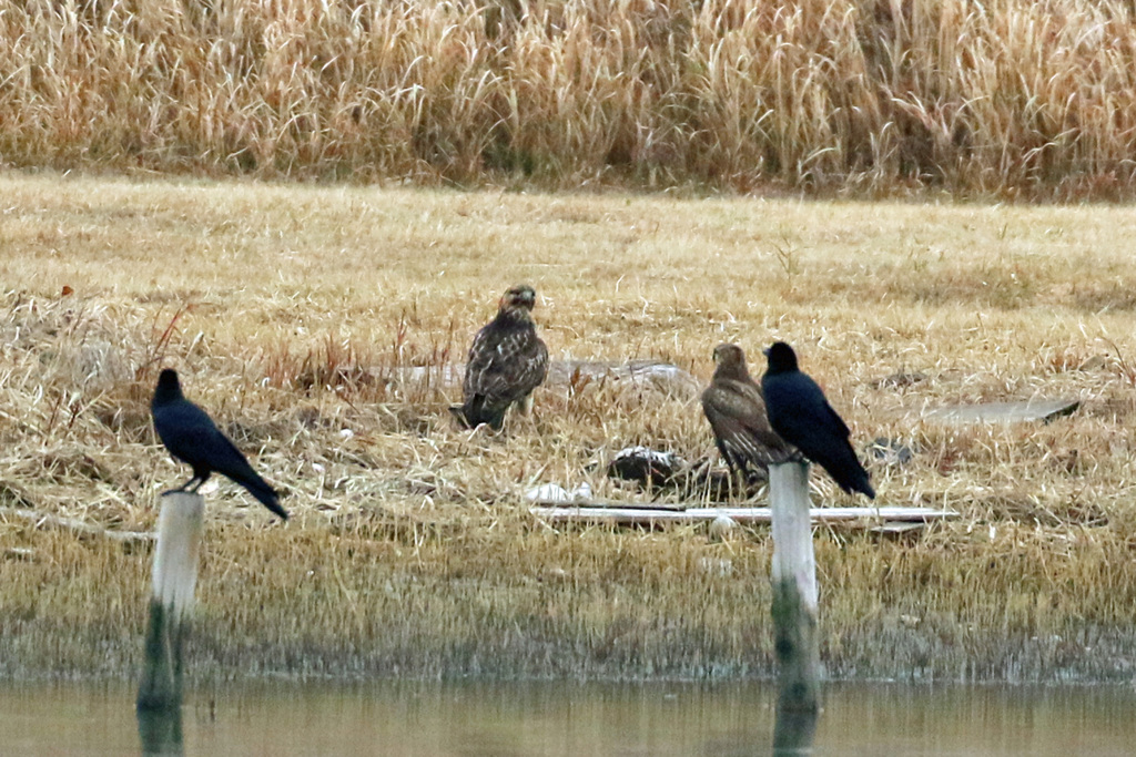 カラスに囲まれた