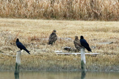 カラスに囲まれた