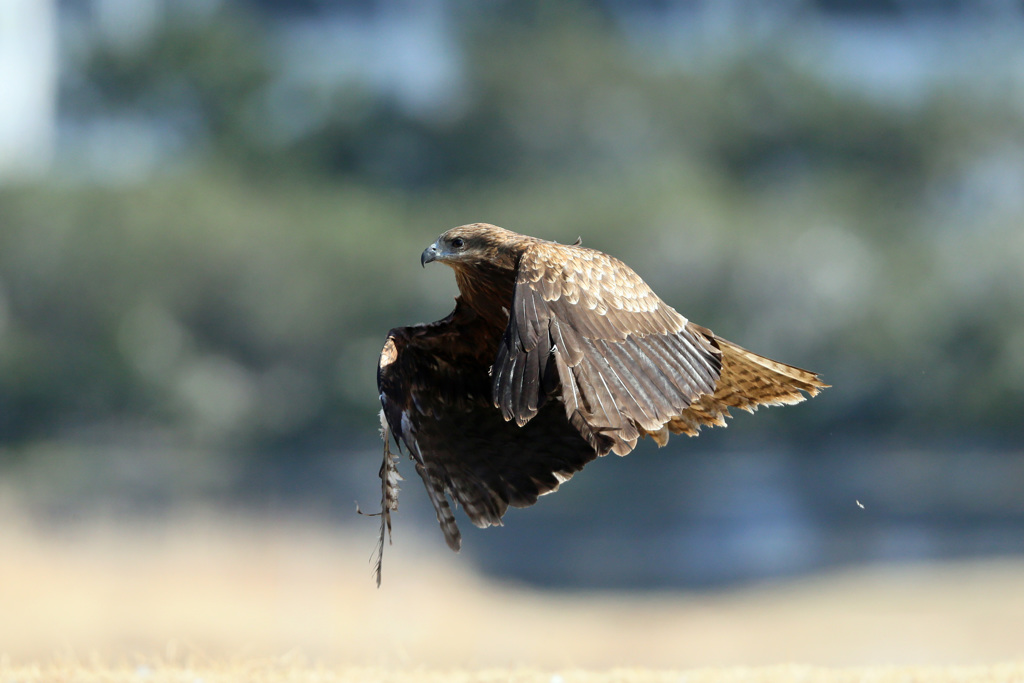 トビの飛び出しその7