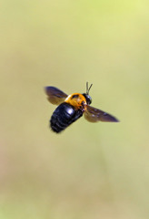 ブンブン蜂が飛ぶその3