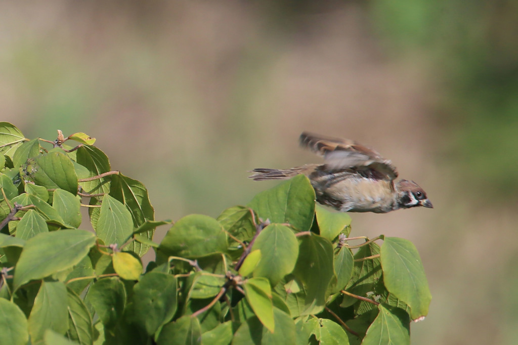 とびます、とびます