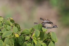 とびます、とびます