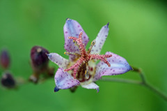 今日も一声ほ～ほけきょ♪