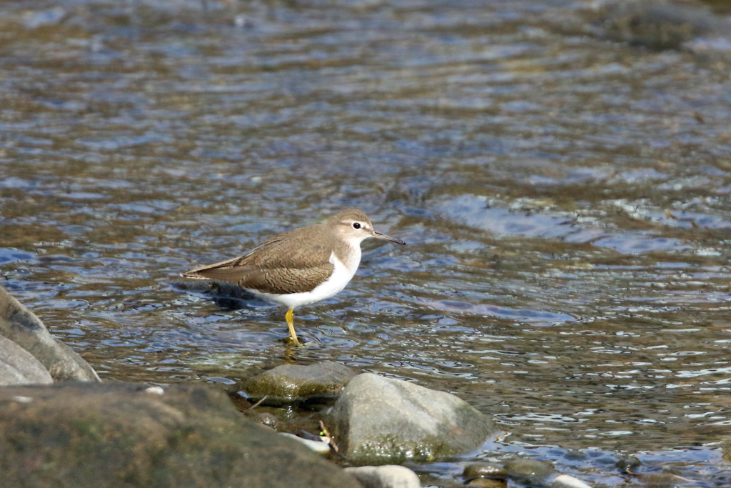 イソシギポーズその3