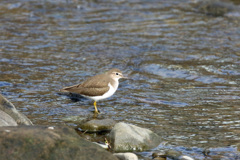 イソシギポーズその3