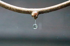 鼻水？