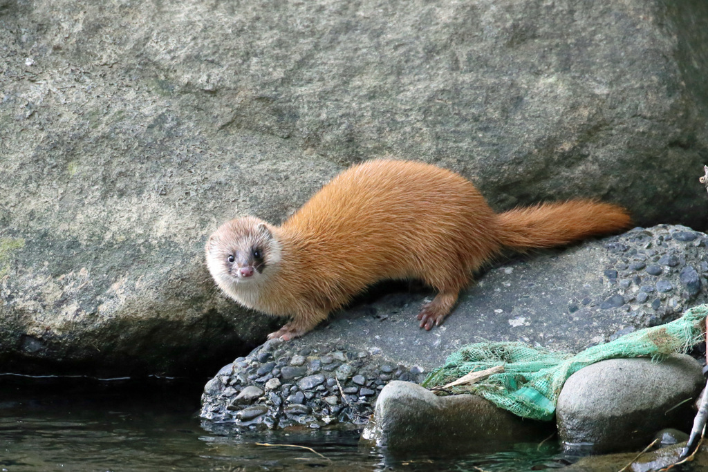 初めてのイタチ君-5