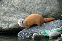 初めてのイタチ君-5