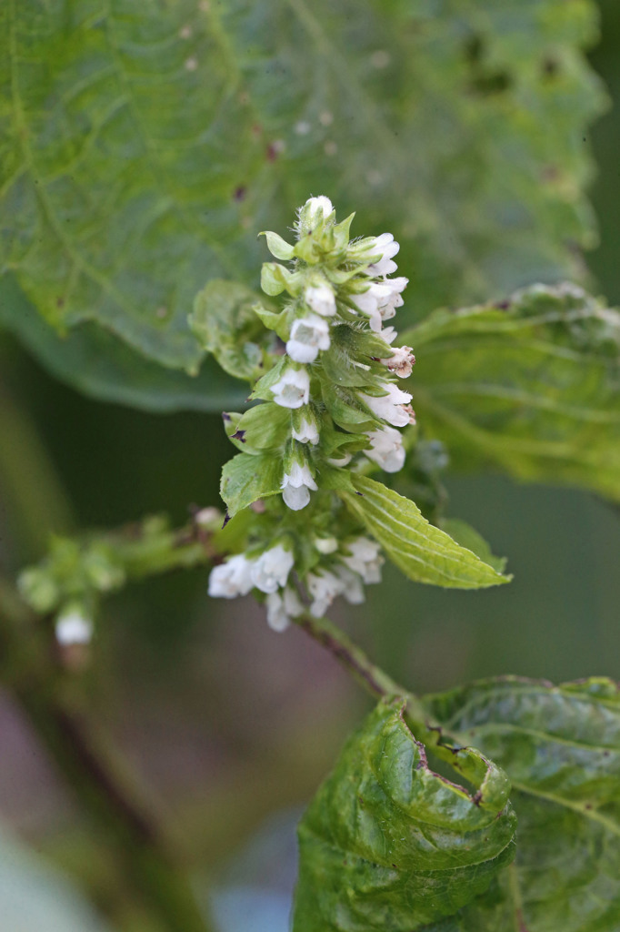 この花な～んだ