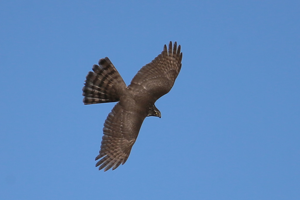 ハイタカの背中