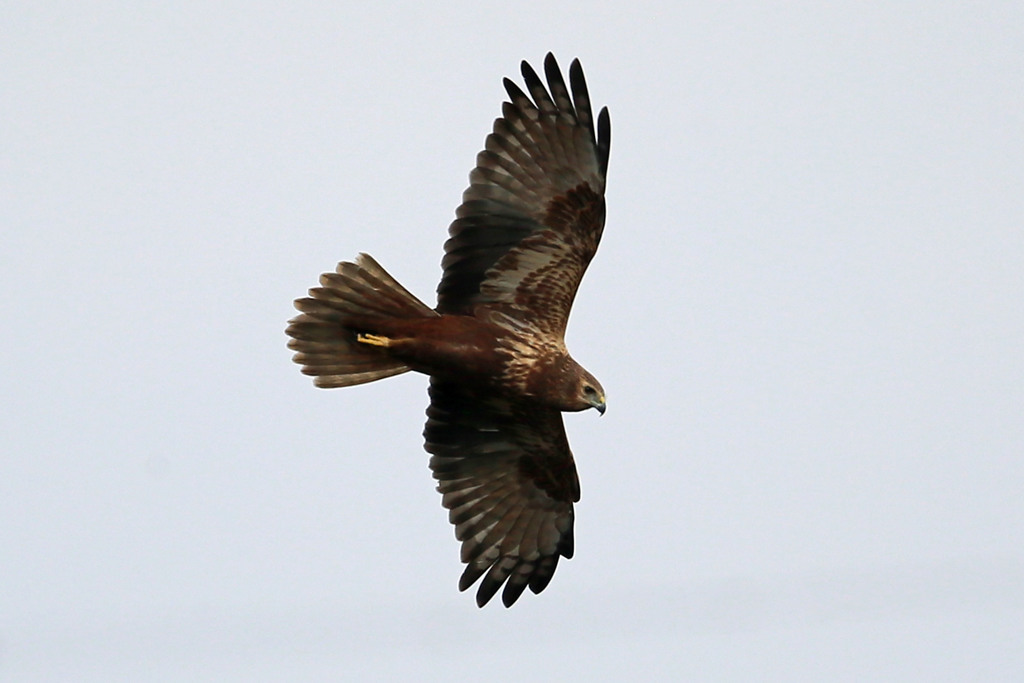 曇り空とチュウヒ
