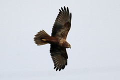 曇り空とチュウヒ