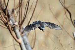 ムクドリ飛び出し